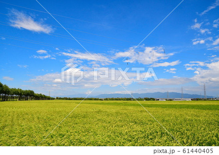 満願寺の田園風景(新潟県) 満願寺の田園風景(新潟県) 61440405