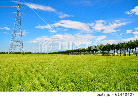 満願寺の田園風景（新潟県） 61440407