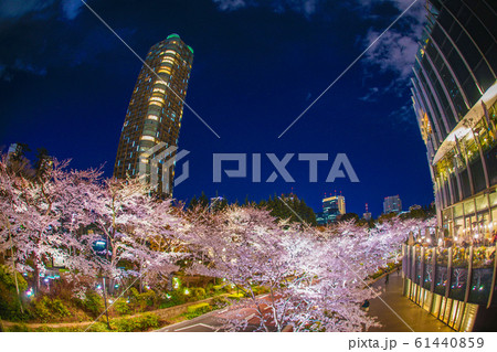 東京ミッドタウン・檜町公園の夜桜 東京ミッドタウン・檜町公園の夜桜 61440859