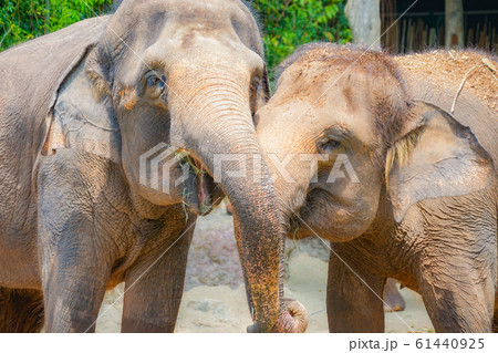 シンガポール動物園の象 61440925