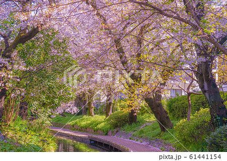 二ヶ領用水(宿河原堤桜並木)の桜 二ヶ領用水(宿河原堤桜並木)の桜 61441154