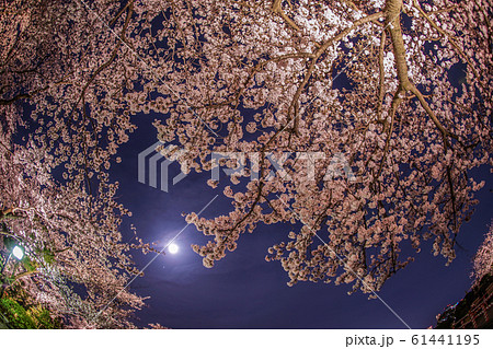 夜桜と月 夜桜と月 61441195