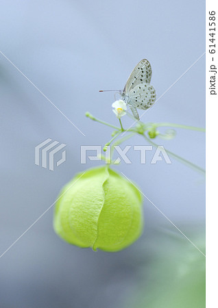 シジミチョウとフウセンカズラ シジミチョウとフウセンカズラ 61441586