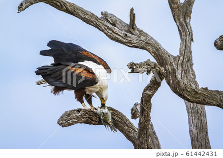 African fish eagle in Kruger National park, South 61442431