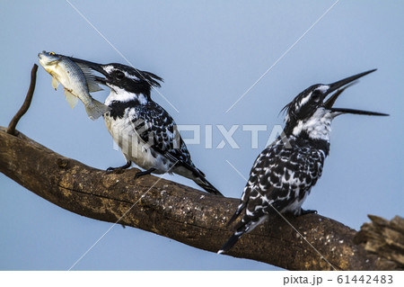 Pied kingfisher in Kruger National park, South Pied kingfisher in Kruger National park, South 61442483