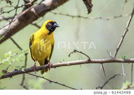 Southern Masked Weaver in Kruger National park, 61442499