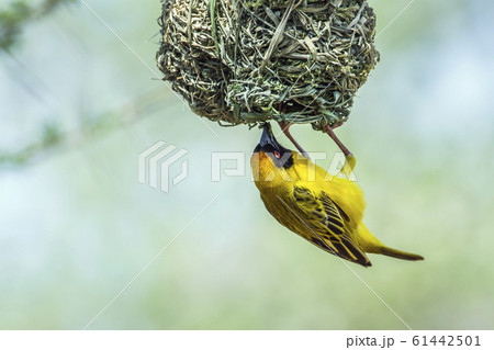 Southern Masked Weaver in Kruger National park, 61442501