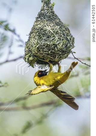 Southern Masked Weaver in Kruger National park, 61442505