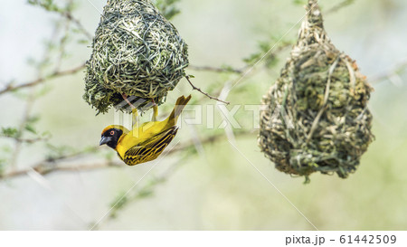 Southern Masked Weaver in Kruger National park, 61442509