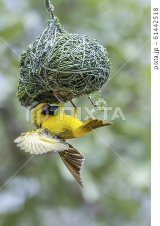 Southern Masked Weaver in Kruger National park, Southern Masked Weaver in Kruger National park, 61442518