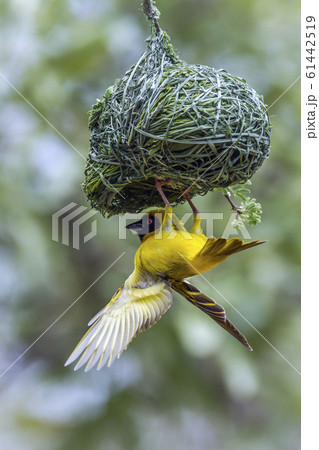 Southern Masked Weaver in Kruger National park, Southern Masked Weaver in Kruger National park, 61442519