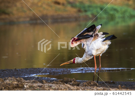 Yellow Billed stork in Kruger National park, South Yellow Billed stork in Kruger National park, South 61442545