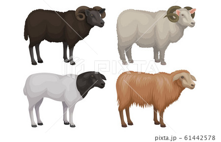 Farm Cattle with Hornes and Wooly Coat Vector Set 61442578