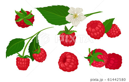 Sweet Raspberry with Leaf Isolated on White Background Vector Set Sweet Raspberry with Leaf Isolated on White Background Vector Set 61442580