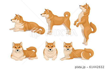 Akita Inu Dog Breed in Different Poses Vector Set 61442632