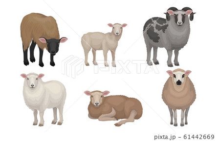 Farm Cattle with Hornes and Wooly Coat Vector Set 61442669