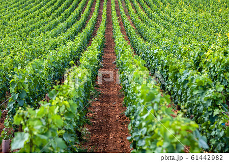 Closeup panoramic shot of rows summer vineyard scenic landscape, plantation, beautiful wine grape branches, sun, limestone land. Concept autumn grapes harvest, nature agriculture background 61442982