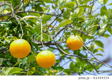 ボンタン　(祐天寺)　写真素材 61444554