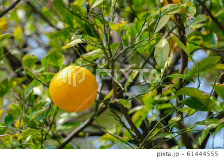 ボンタン (祐天寺) 写真素材 ボンタン (祐天寺) 写真素材 61444555