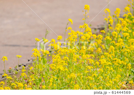 菜の花 (祐天寺)　写真素材 61444569