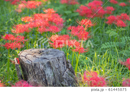 曼珠沙華 写真素材 曼珠沙華 写真素材 61445075