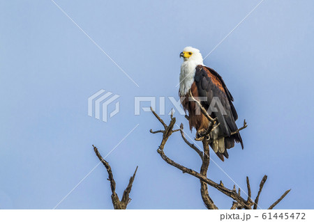 African fish eagle in Kruger National park, South 61445472