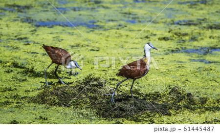 African jacana in Kruger National park, South African jacana in Kruger National park, South 61445487