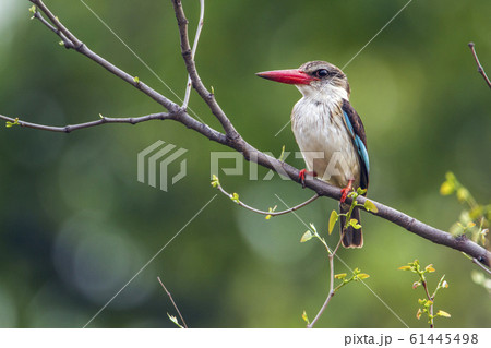 Brown hooded Kingfisher in Kruger National park, 61445498