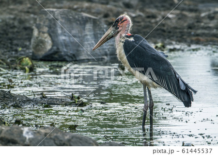 Marabou stork in Kruger National park, South Marabou stork in Kruger National park, South 61445537