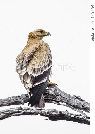 Tawny Eagle in Kruger National park, South Africa Tawny Eagle in Kruger National park, South Africa 61445554