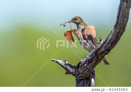 Violet backed starling in Kruger National park, Violet backed starling in Kruger National park, 61445563