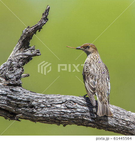 Violet backed starling in Kruger National park, Violet backed starling in Kruger National park, 61445564