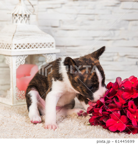 Basenji puppy dog is smelling flowers near lantern 61445699