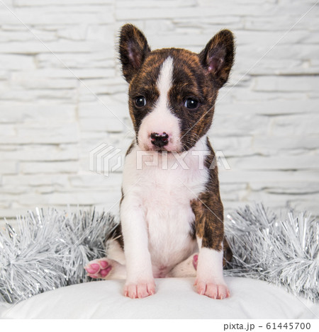 Basenji puppy dog on a white fluffy pillow Basenji puppy dog on a white fluffy pillow 61445700
