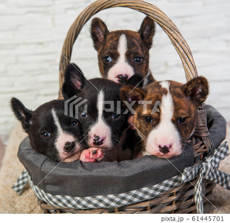 Four Funny small babies Basenji puppies dogs Four Funny small babies Basenji puppies dogs 61445701