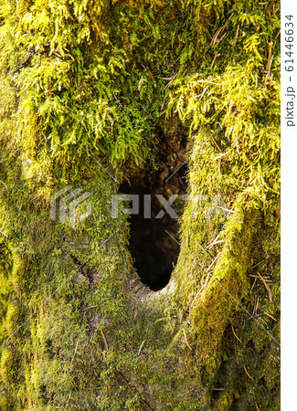The trunk of the forest tree is covered with green moss with a hole inside.Texture.Background. 61446634