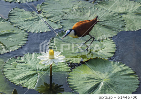 African jacana in Kruger National park, South 61446700