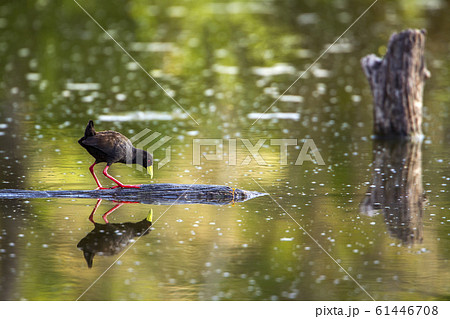Black Crake in Kruger National park, South Africa 61446708