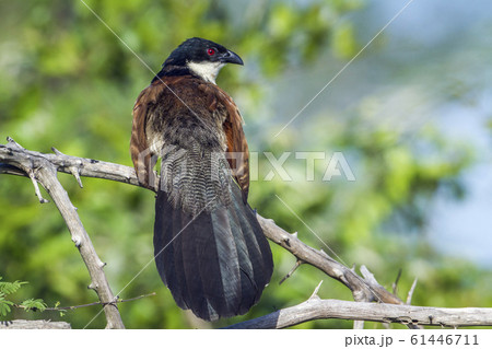 Burchell Coucal in Kruger National park, South Burchell Coucal in Kruger National park, South 61446711