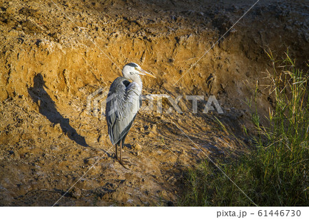 Grey Heron in Kruger National park, South Africa 61446730