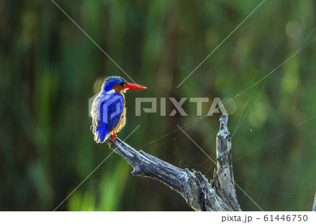 Malachite kingfisher in Kruger National park, 61446750