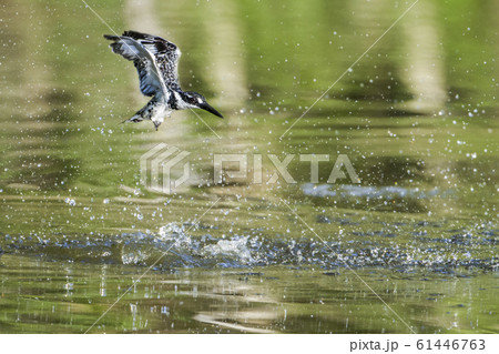 Pied kingfisher in Kruger National park, South Pied kingfisher in Kruger National park, South 61446763