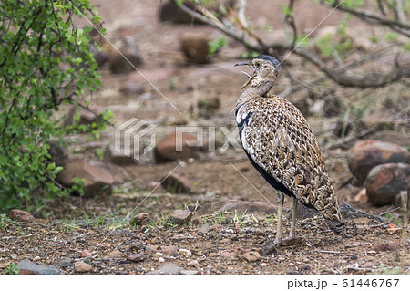 Red crested Bustard in Kruger National park, South 61446767