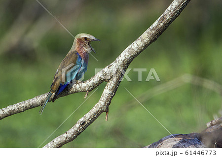 Rufous crowned Roller in Kruger National park, 61446773