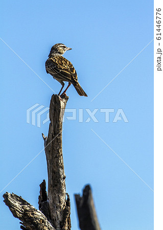Sabota Lark in Kruger National park, South Africa Sabota Lark in Kruger National park, South Africa 61446776
