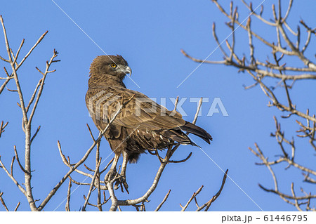 Yellow billed kite in Kruger National park, South Yellow billed kite in Kruger National park, South 61446795