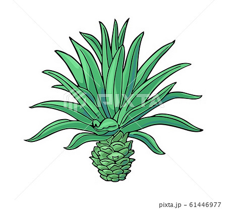 Cactus blue agave. Vintage vector illustration for 61446977