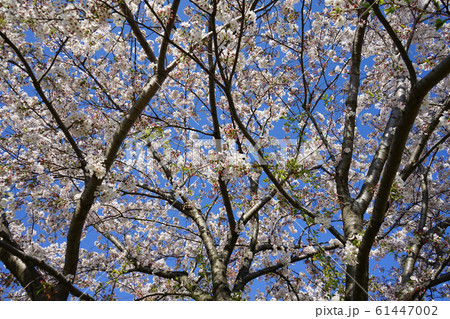 桜<千葉県柏市2019年4月> 桜<千葉県柏市2019年4月> 61447002