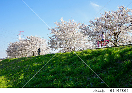 桜とサイクリング<千葉県柏市大堀川2019年4月> 桜とサイクリング<千葉県柏市大堀川2019年4月> 61447365
