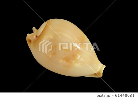 【貝 (タカラガイ)】 (深度合成) 61448031
